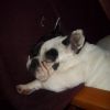 lotte bullfrench